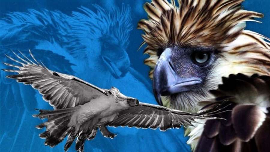 Uma águia filipina com penas espinhosas olha intensamente contra um fundo azul com uma silhueta voadora. — Philippine Eagle Papéis de Parede