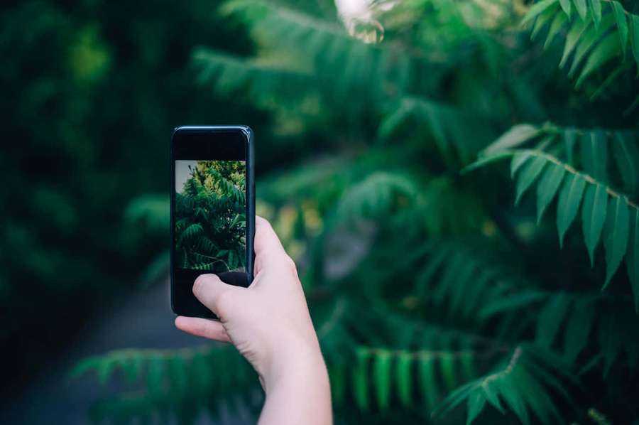 Hand holding phone taking photo of green ferns in forest — Phone Picture