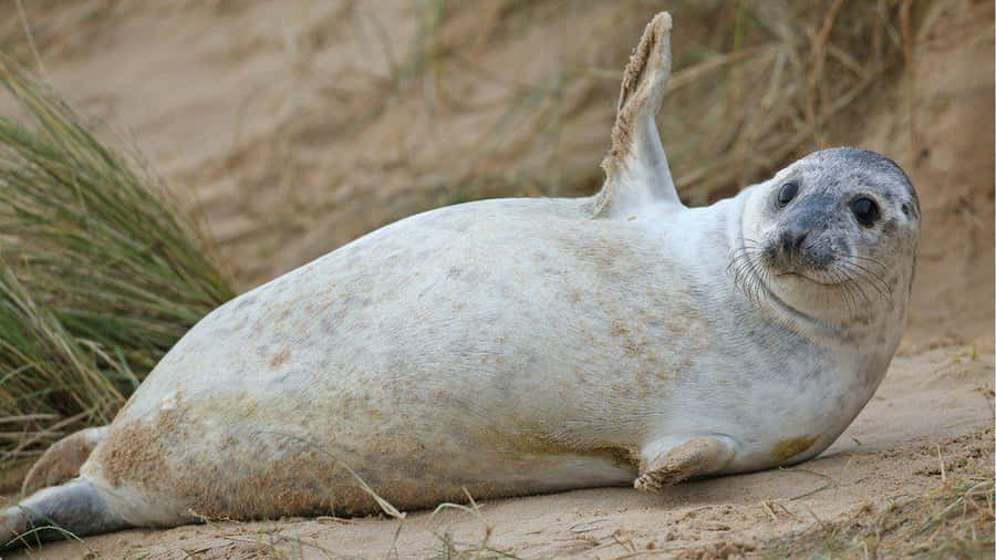 Phoque Gris Fond d'écran