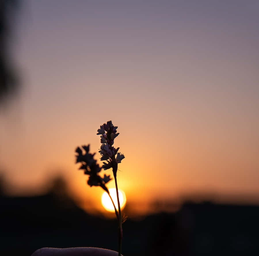 Photographie De Coucher De Soleil Fond d'écran