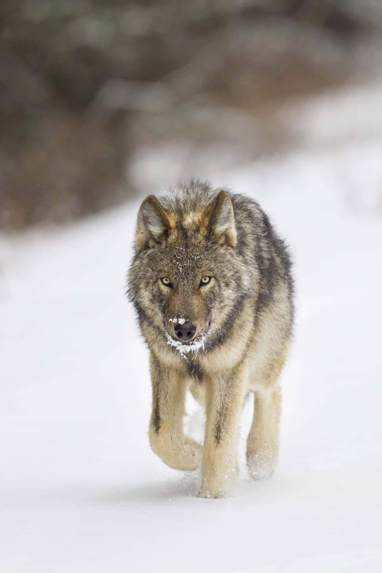 Photographie De Loup Fond d'écran