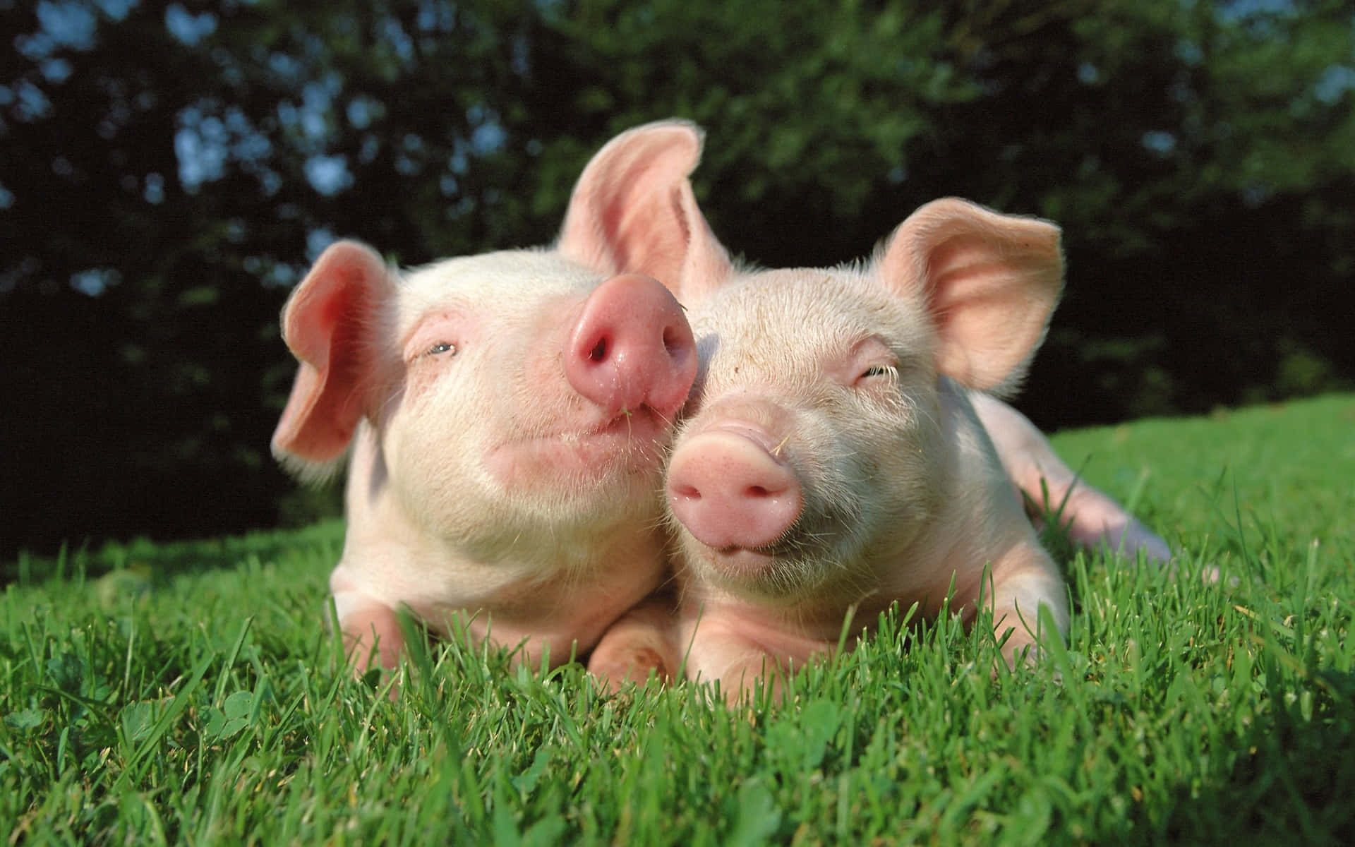 Dois leitões descansando juntos na grama verde em um ambiente externo ensolarado. — Pig Papéis de Parede