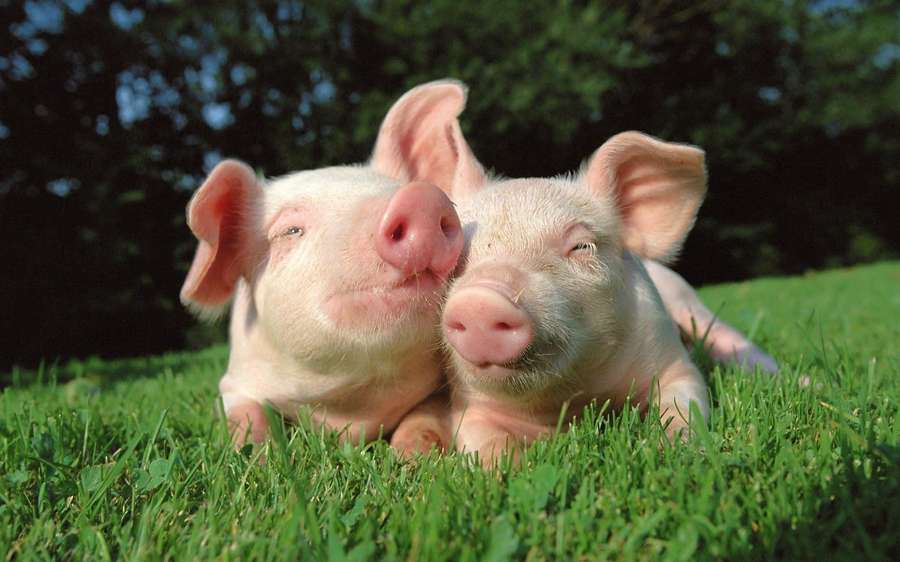 Two happy piglets lying on green grass in a sunny outdoor setting. — Pig Background