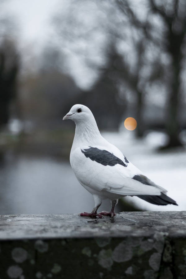 Pigeon Fond d'écran