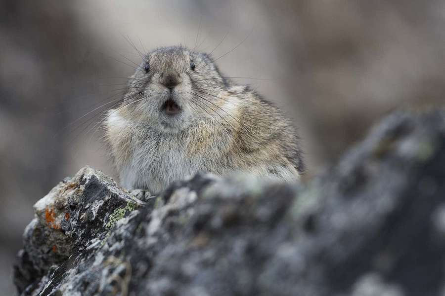 En fjellhare med fluffy pels sitter på grå steiner i et snødekt alpint miljø. — Pika Bakgrunner