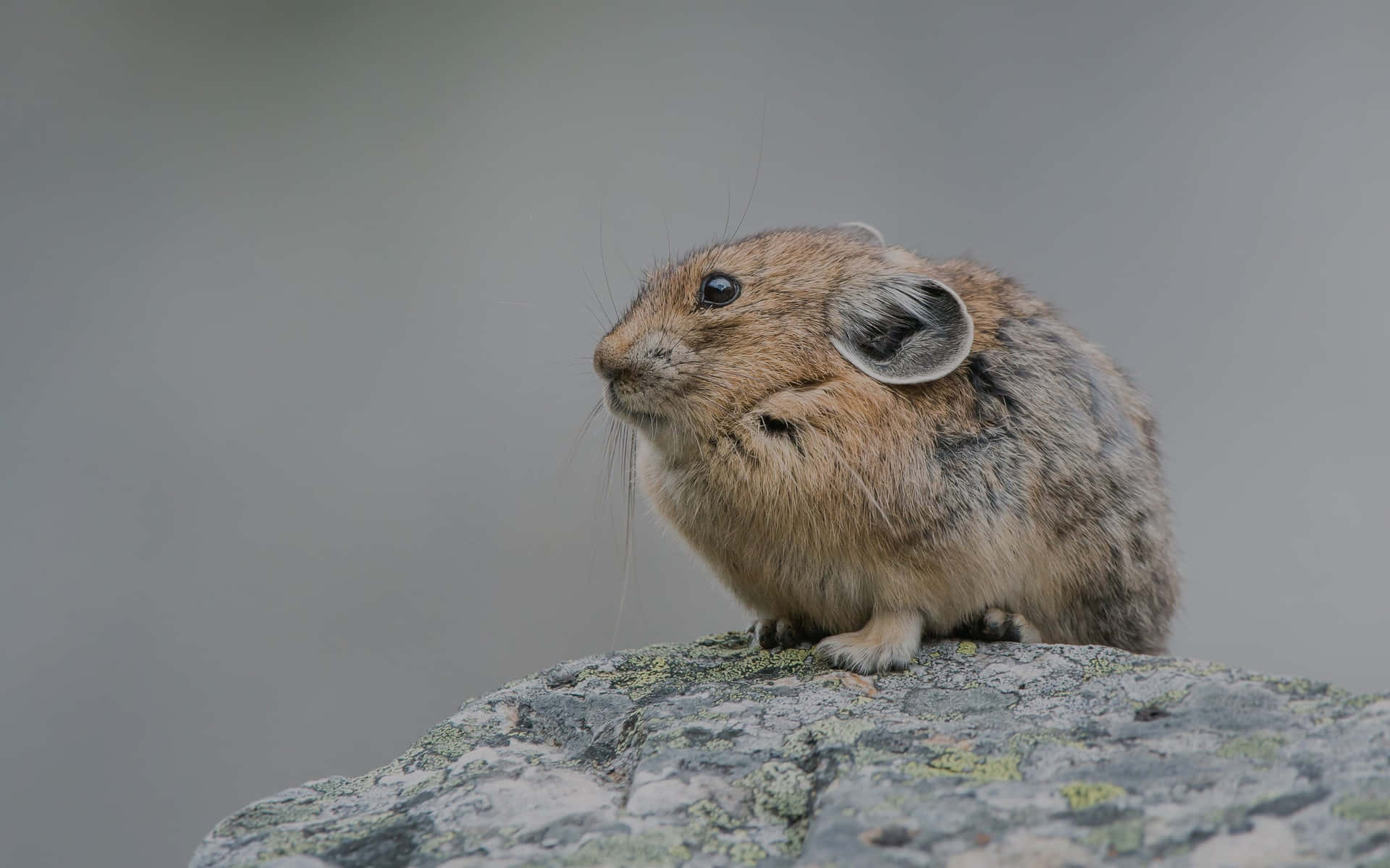 Pika Bakgrunnsbildet