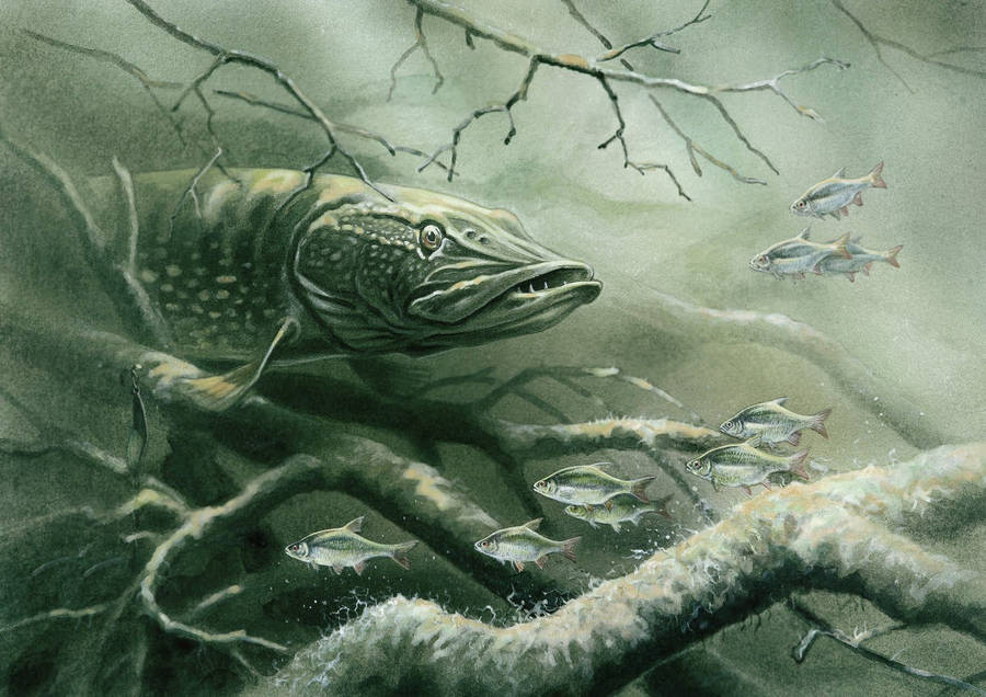 Hauki piilossa vedenalaisten oksien joukossa, pienet kalat pakenevat. — Hauki Taustakuvat