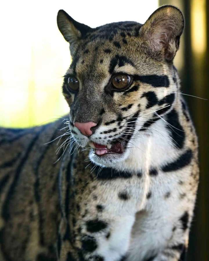 Pilvileopardilla on täplikäs turkki ja meripihkanväriset silmät, jotka katsovat eteenpäin. — Pilvileopardi Taustakuvat