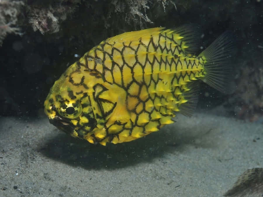 Pineapple Fish Wallpaper