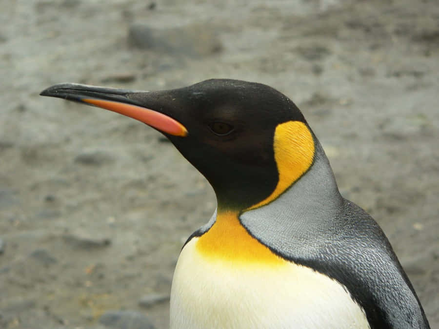 Pingouin Royal Fond d'écran