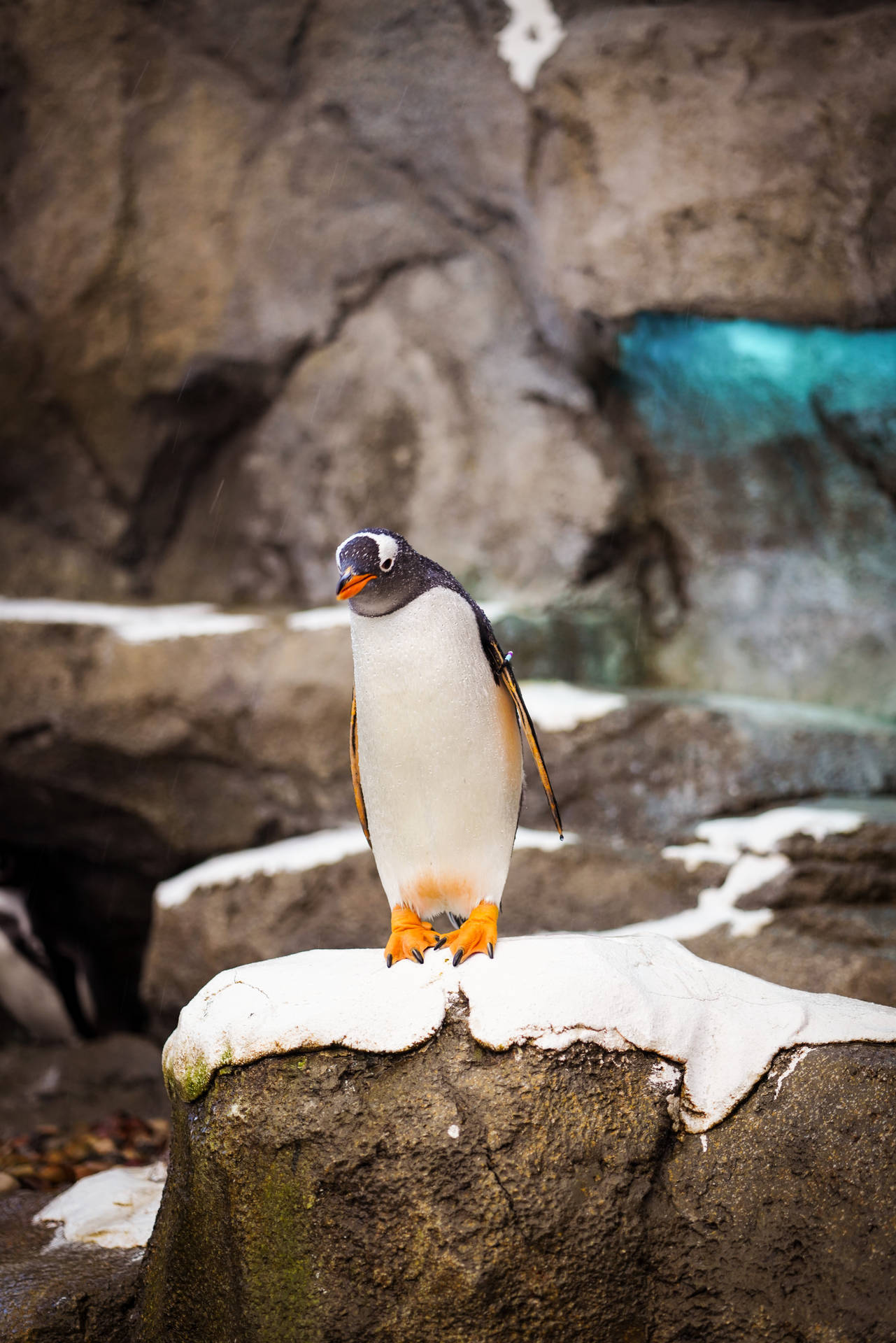 Pinguin Hintergrundbilder