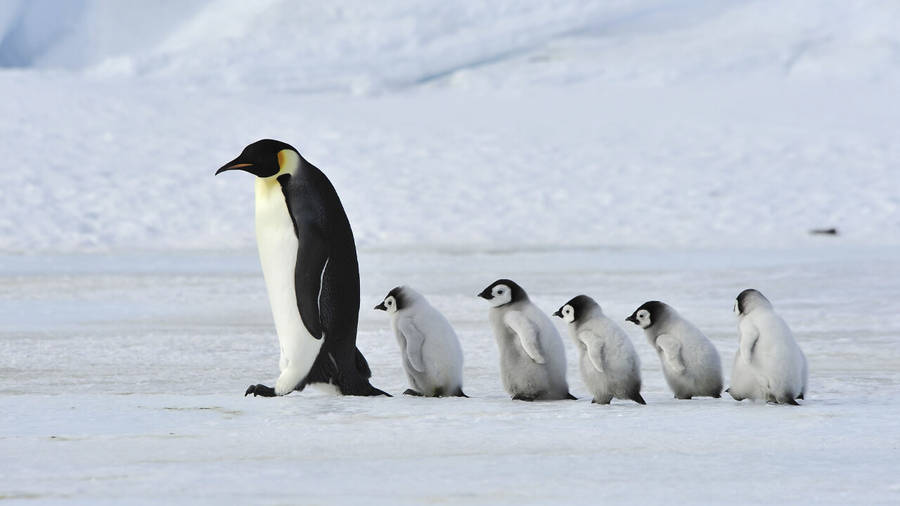 Pinguino Bambino Sfondo