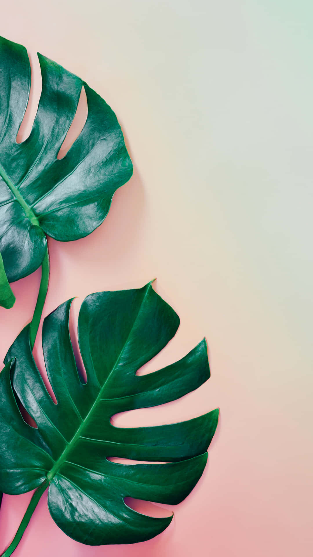 Två monstera-blad på rosa och mint gradientbakgrund — Rosa och Grön Bakgrunder