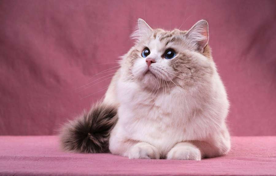 Fluffy cream and grey cat with blue eyes sitting on pink surface. — Pink Cat Wallpaper