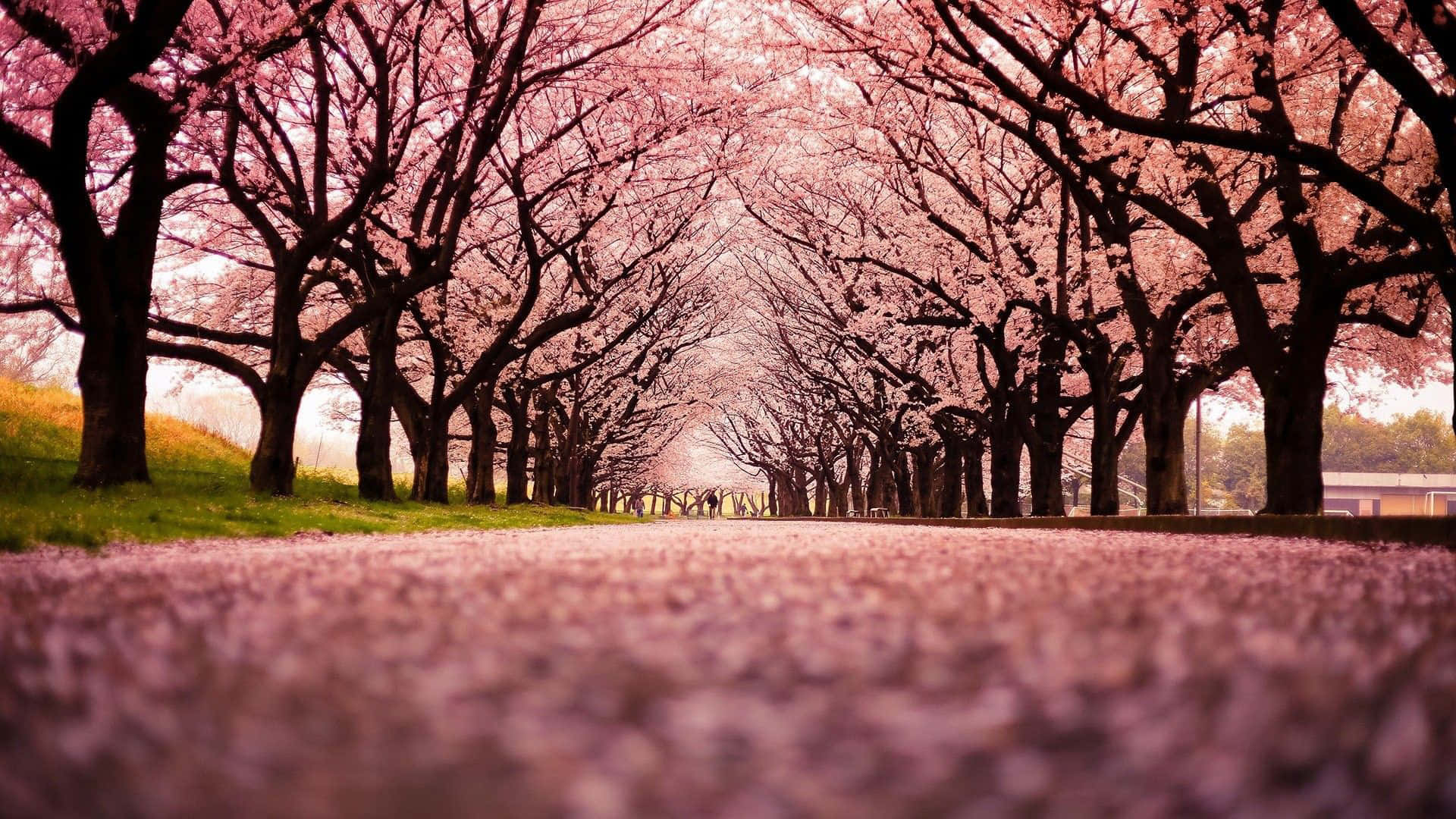 Pink Cherry Blossom Background Wallpaper