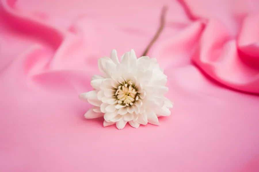 Weiße Dahlienblüte auf rosa Satinstoffhintergrund — Pink Macbook Wallpaper