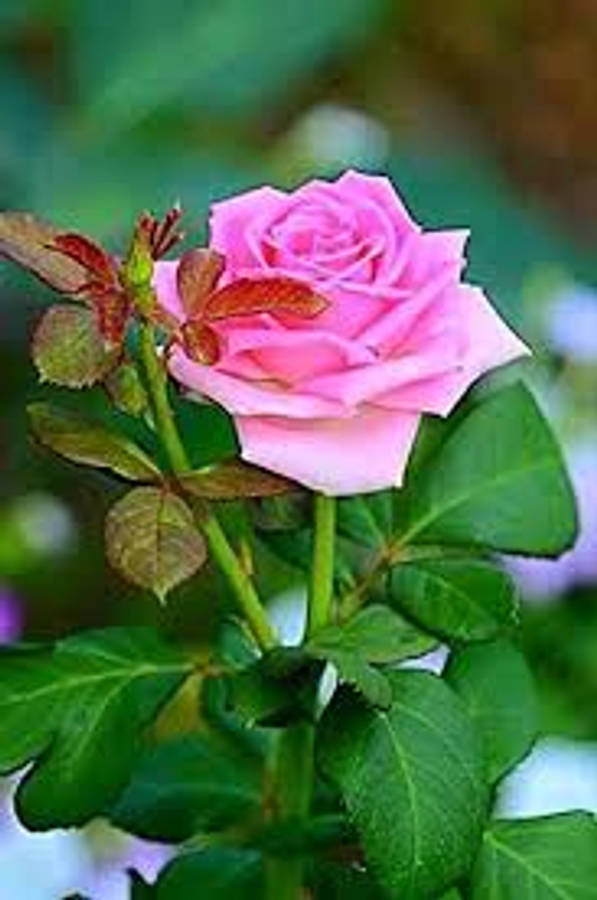 Pink Rose Bilder