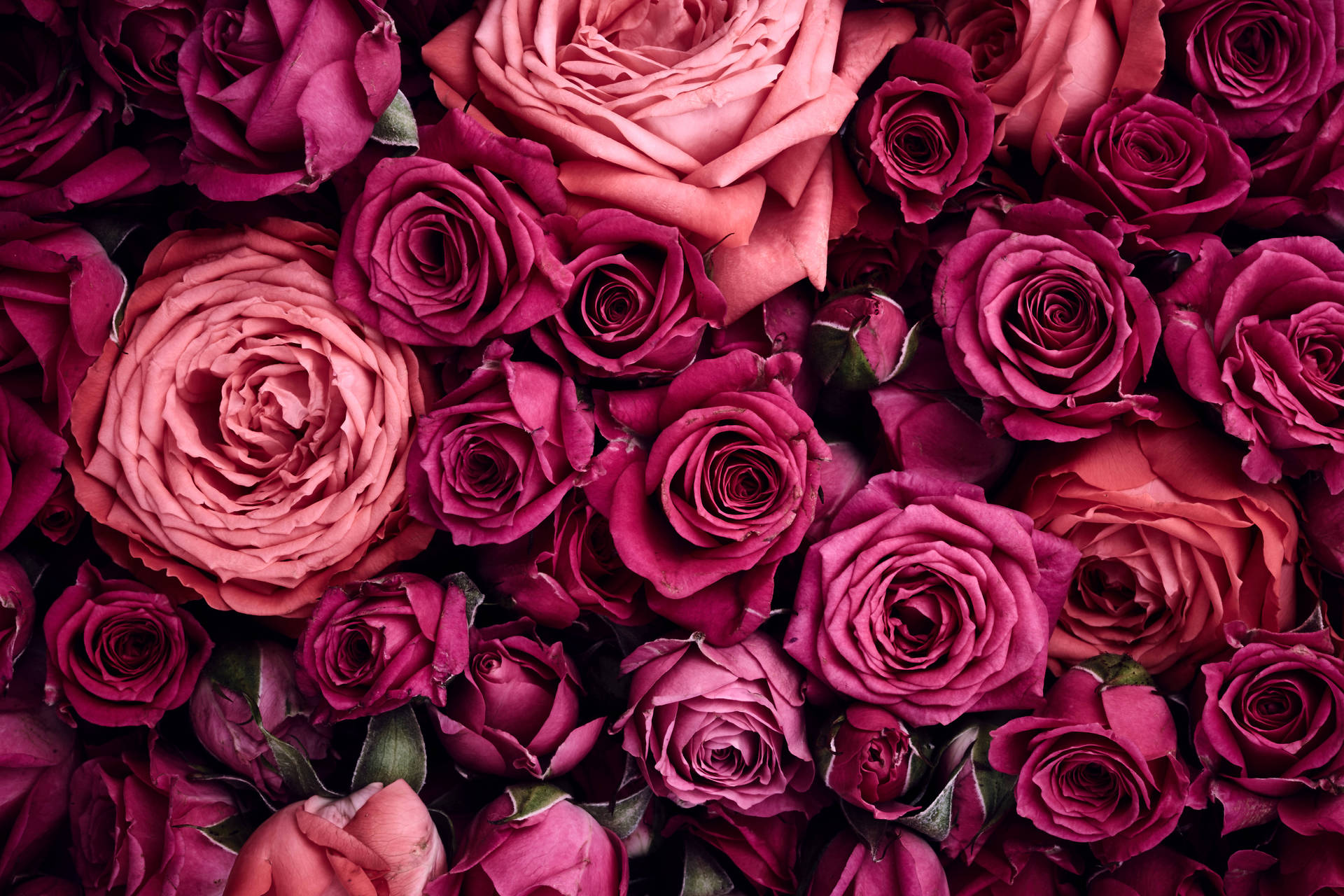 Pink Rose Billeder