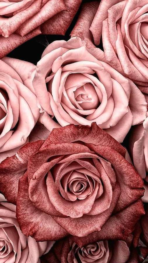 Um aglomerado de rosas rosa e vermelhas com pétalas detalhadas em um ambiente escuro. — Pink Rose Gold Papéis de Parede
