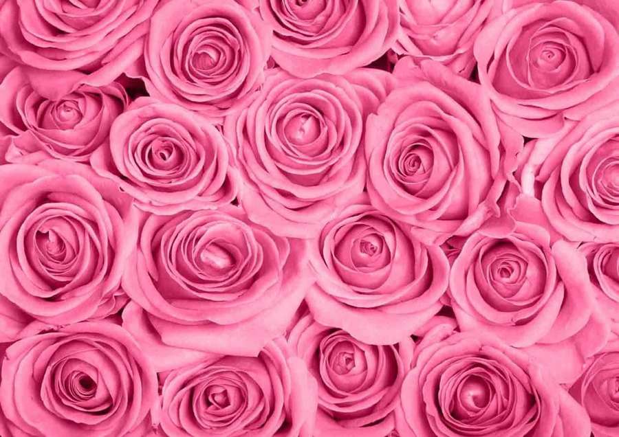 A close-up of many pink roses with soft petals and gentle shadows. — Pink Roses Background
