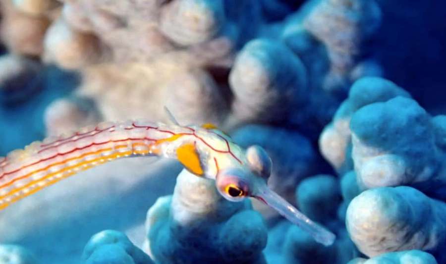 Värikäs piikkikala liukuu sinisen korallin läpi auringon valaisemassa vedenalaisessa kohtauksessa. — Pipefish Taustakuvat