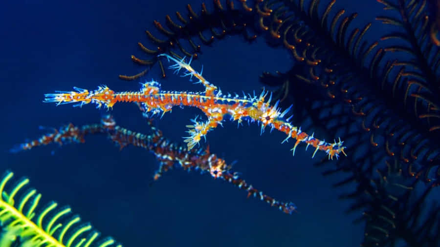 Pipefish Bakgrunnsbildet