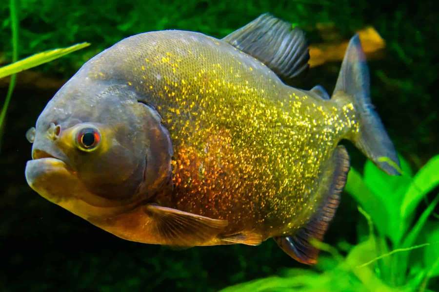 A piranha with golden scales swims among green aquatic plants. — Piranha Wallpaper