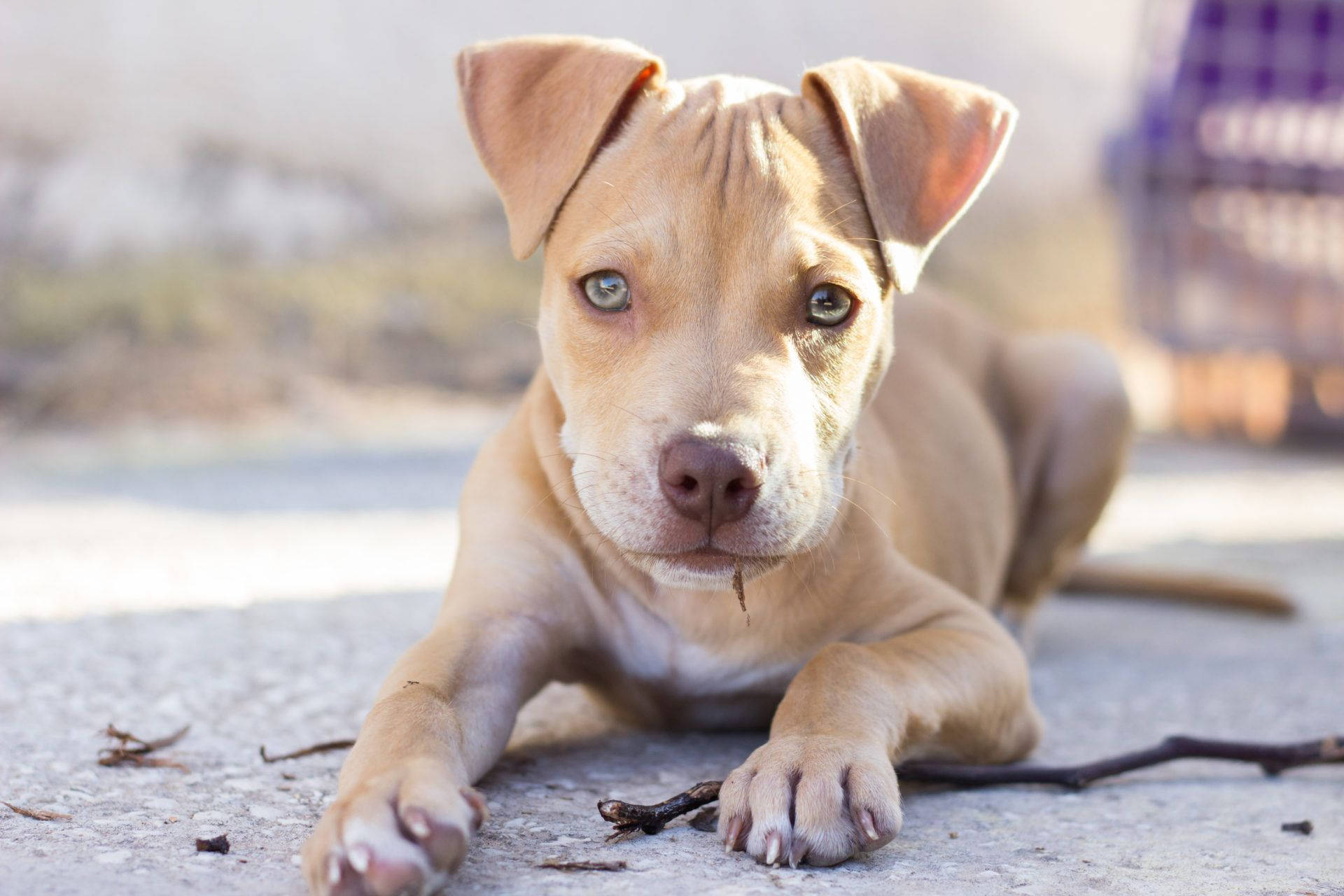 Pitbull Puppies Achtergrond