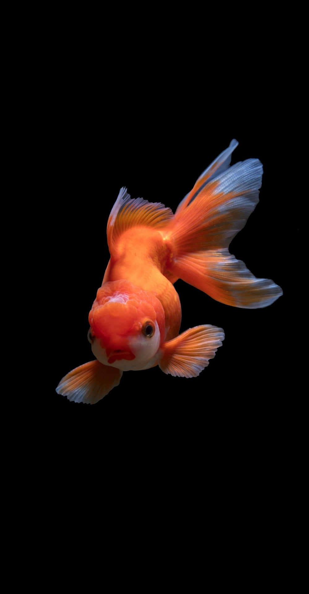 Pixel 3 Fish Background Wallpaper
