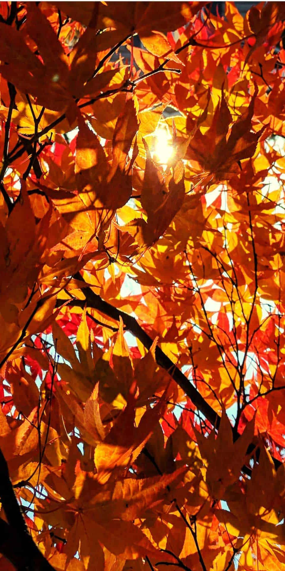 Pixel 3 Herbst Hintergrund