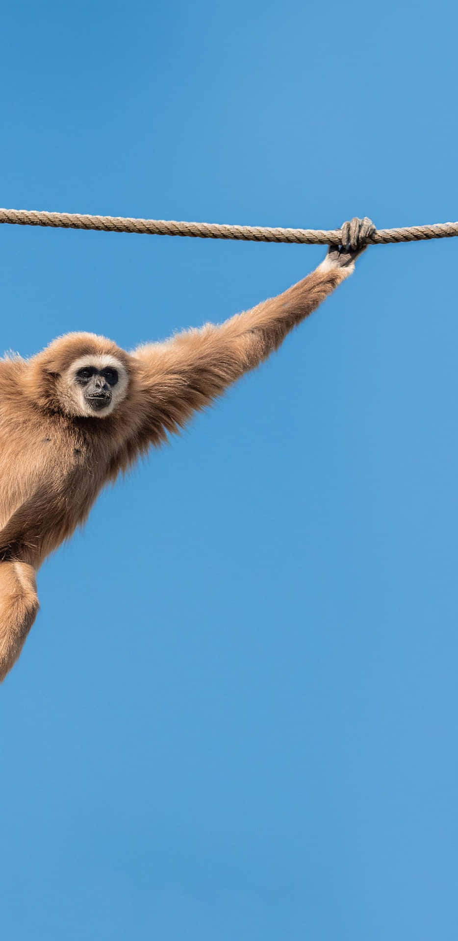 Pixel 3xl Gibbon Hintergrundbilder