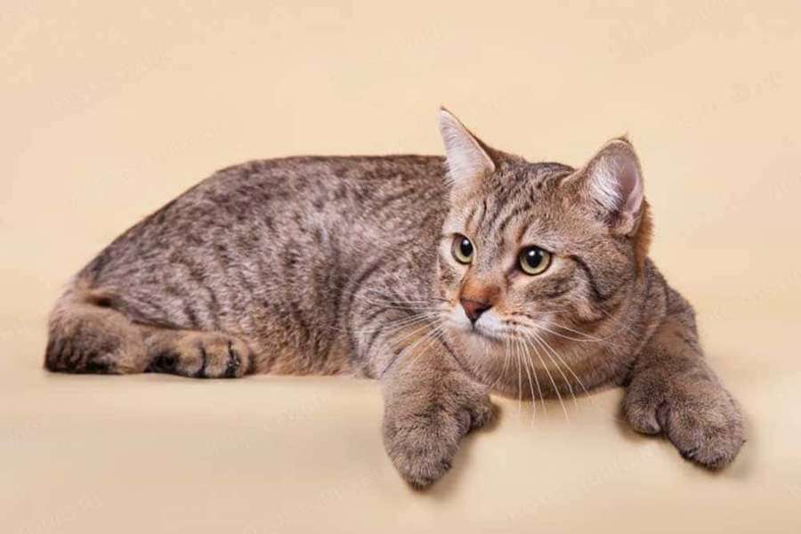 A tabby cat lying down with green eyes looking at the camera. — Pixie-bob Cat Wallpaper