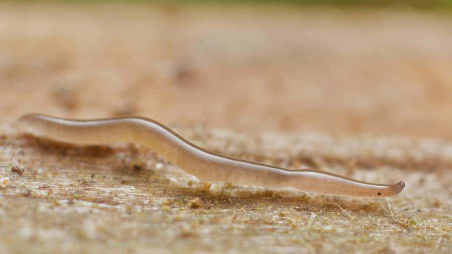 Läpikuultava mato ryömii teksturoidulla kuoren pinnalla. — Planaria Taustakuvat