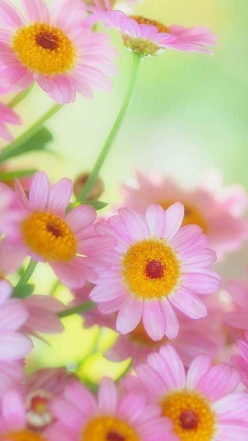 Margaridas rosa com centros amarelos em foco suave florescem em um jardim ensolarado. — Plano de fundo do Android Daisies Fundos