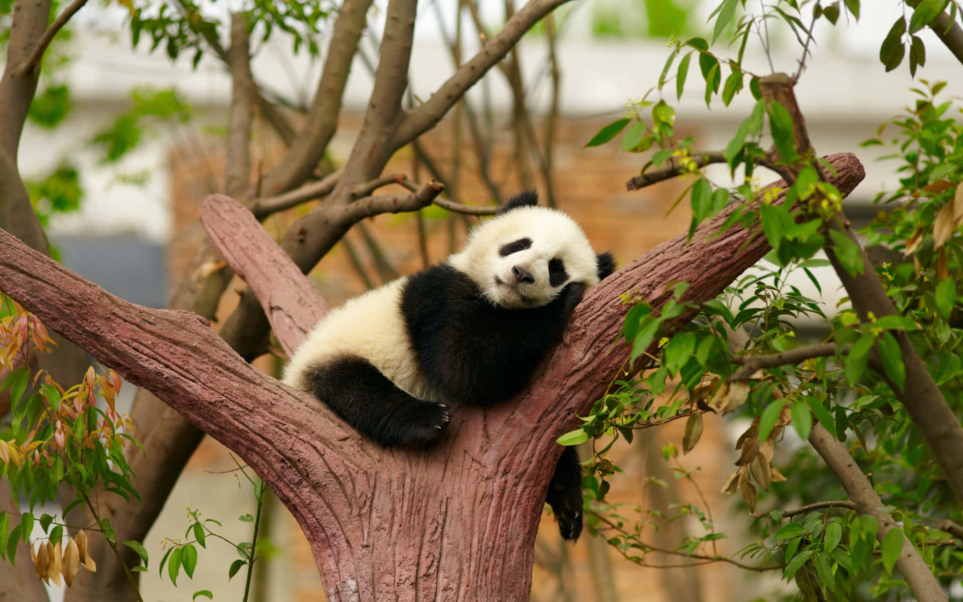 Plano De Fundo Do Panda