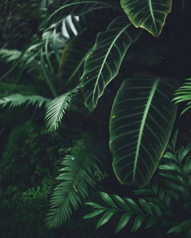 Primo piano di foglie tropicali in una fitta foresta con luce solare screziata. — Plant Sfondi
