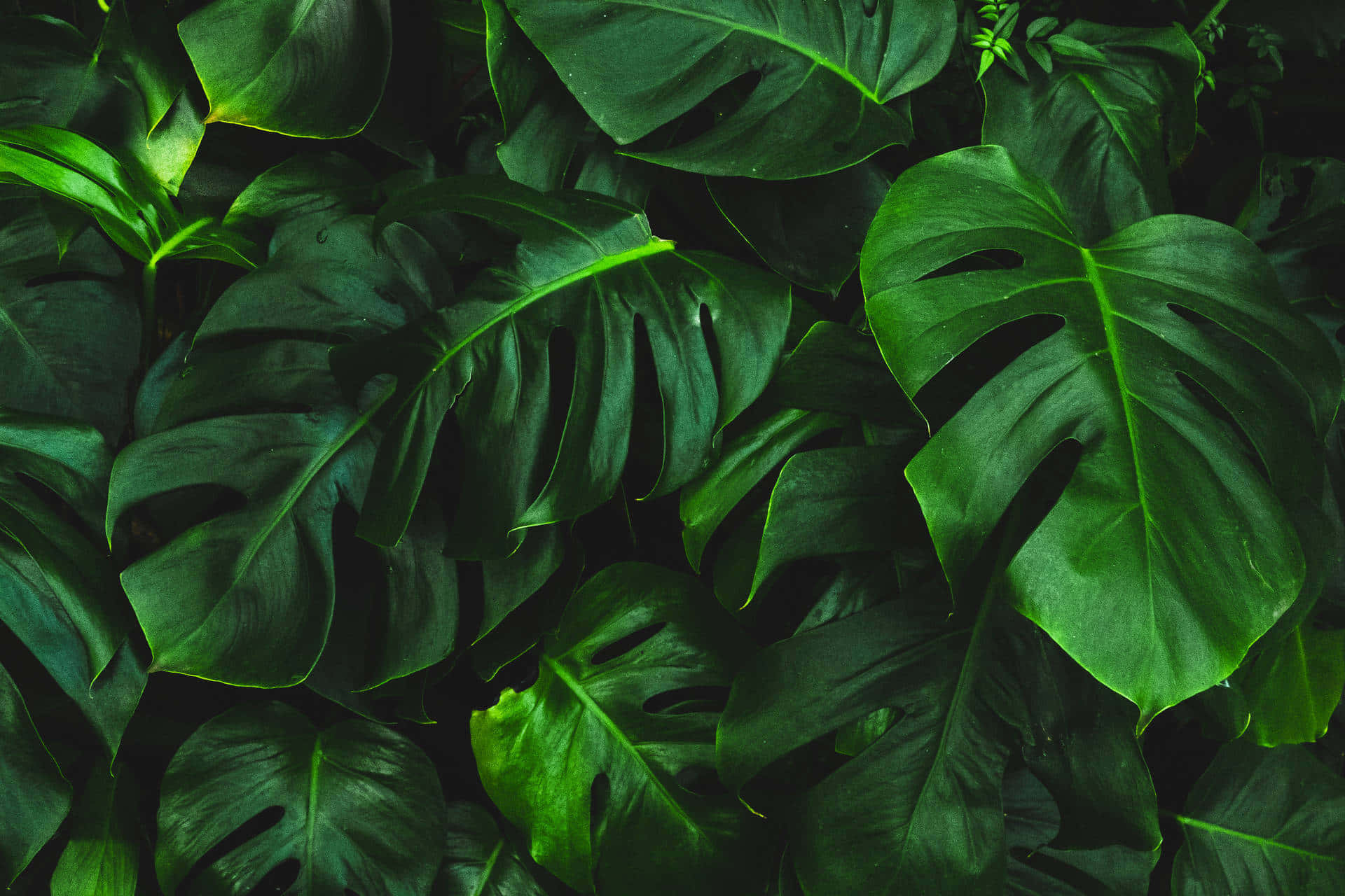 Plant Background Wallpaper