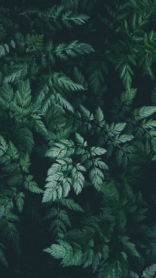 Plant Iphone Background Wallpaper