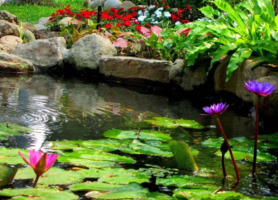 Seerosen und Seerosenblätter schweben auf einem ruhigen Teich, umgeben von bunten Gartenblumen und Steinen. — Plätschern Wallpaper