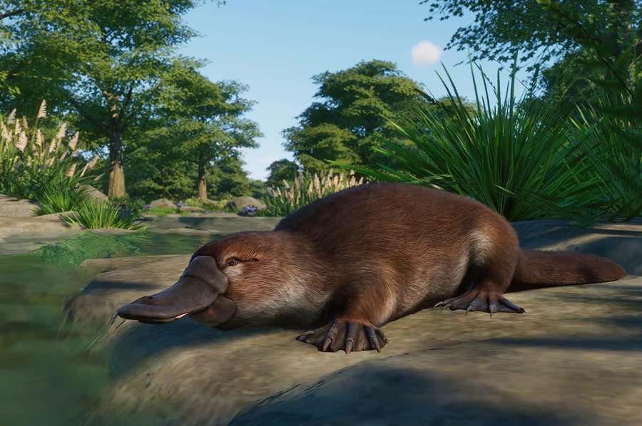 Ein Schnabeltier, das an einem Flussufer in einer sonnigen natürlichen Umgebung ruht. — Platypus Wallpaper