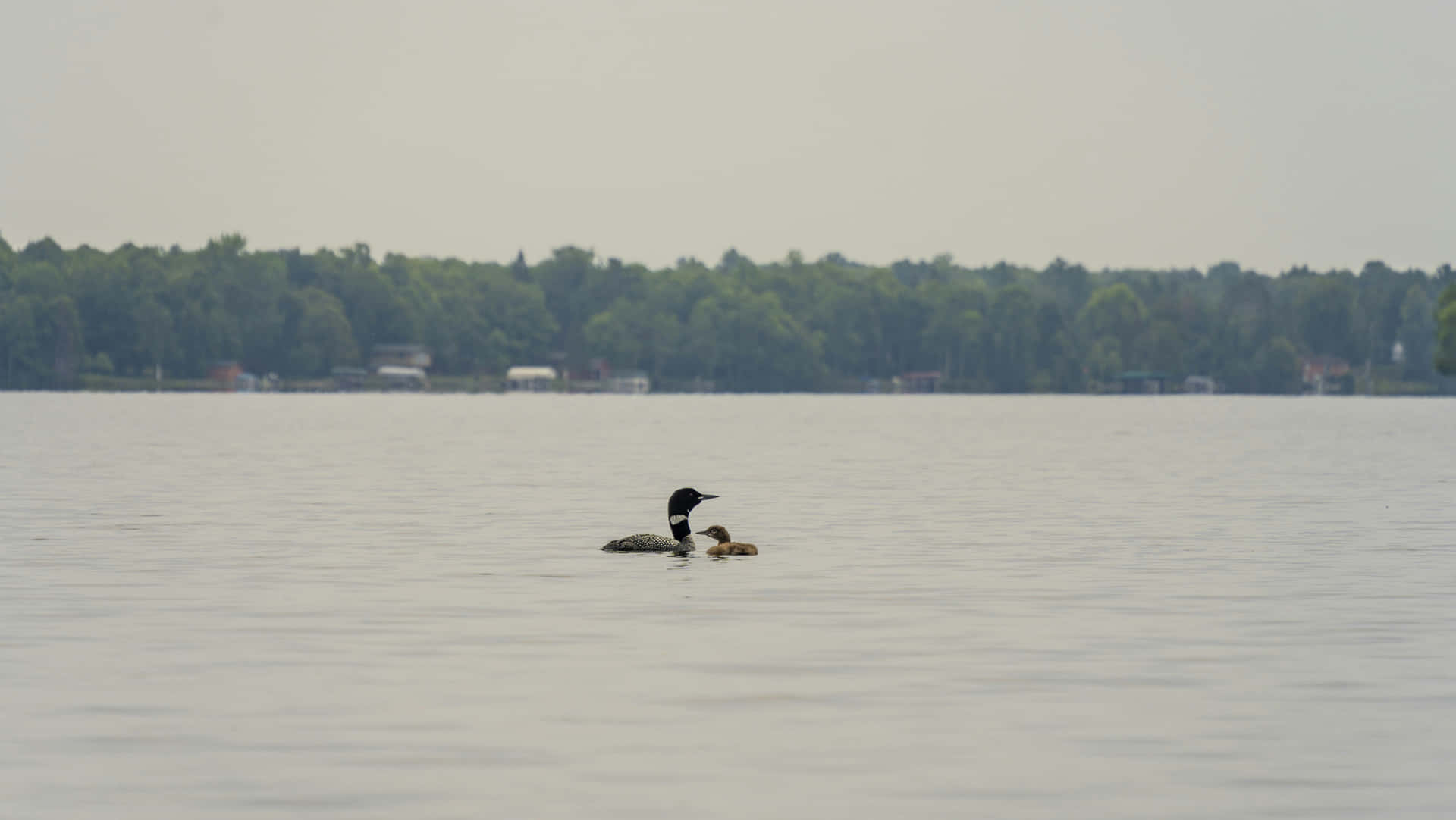 Plongeon Fond d'écran