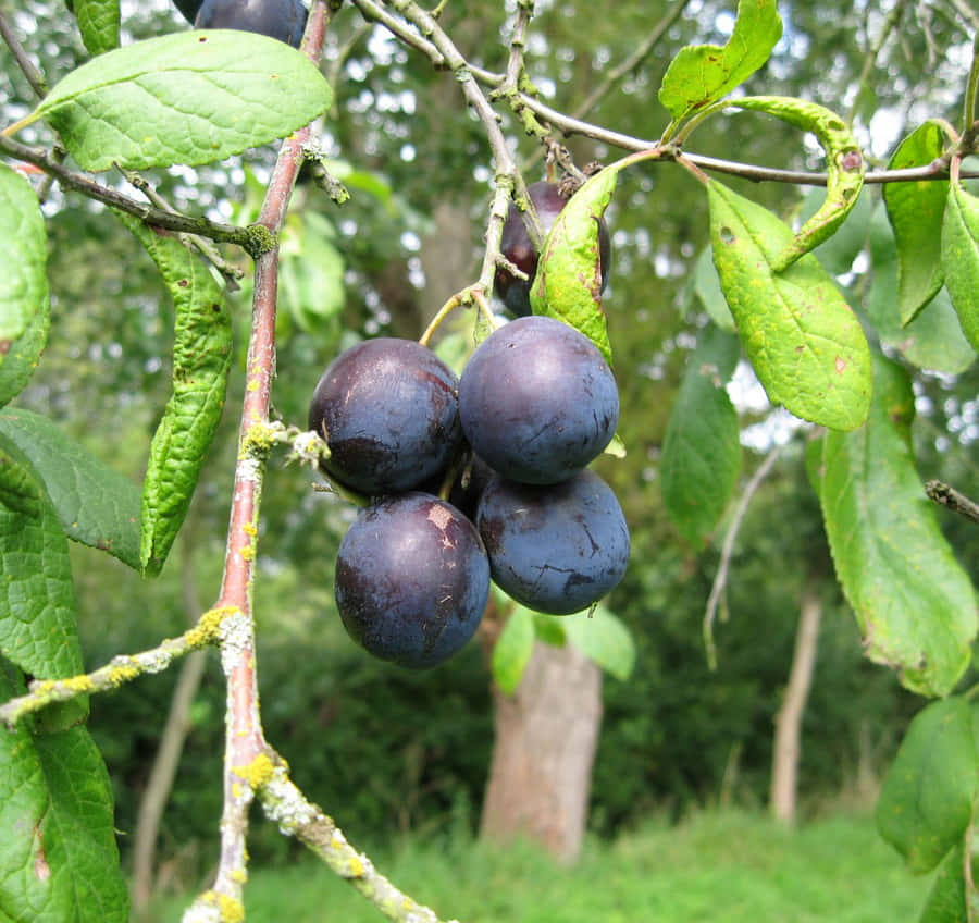 Plum Damson Wallpaper