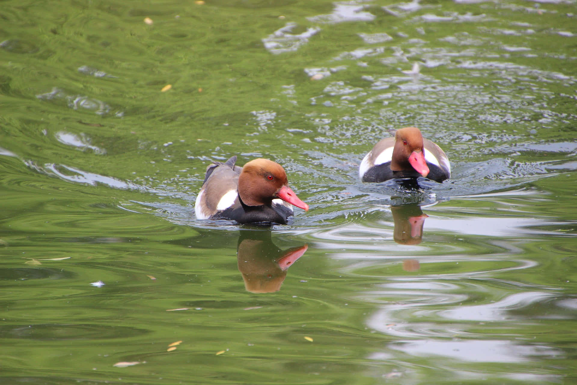 Pochard Bakgrunnsbildet