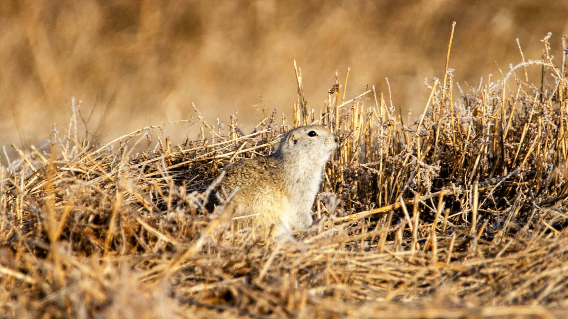 Pocket Gopher Achtergrond