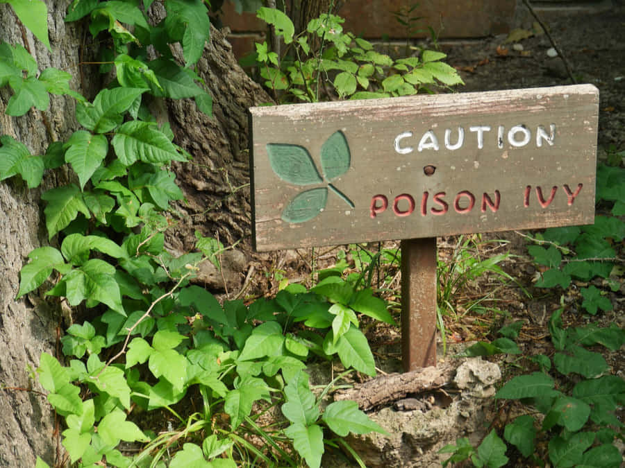 Poison Ivy Plant Billeder