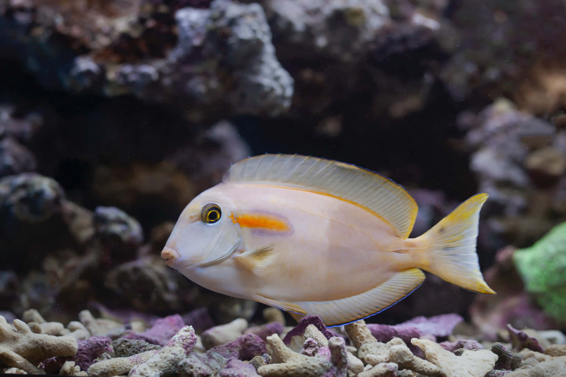 Poisson Chirurgien Fond d'écran