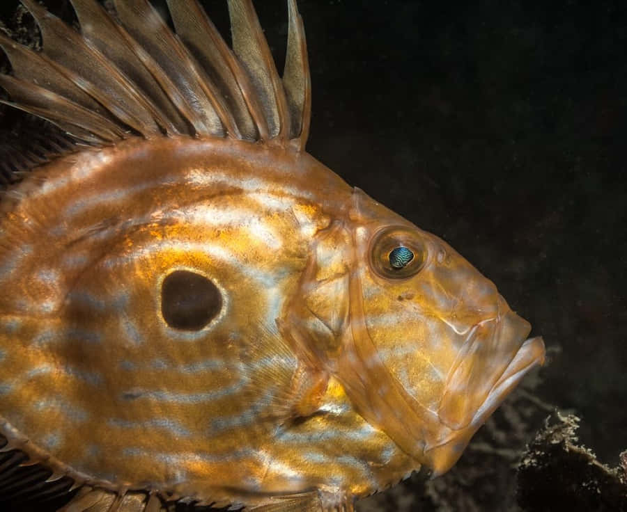 Poisson Dory Fond d'écran