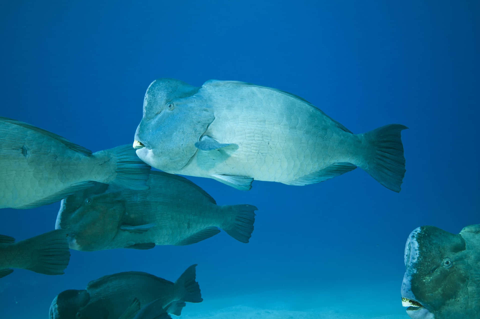 Poisson Perroquet Fond d'écran