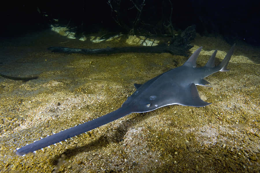 Poisson Scie Fond d'écran