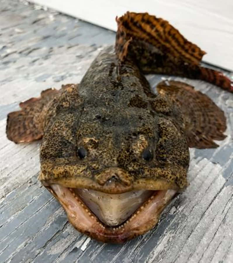 Poisson Toadfish Fond d'écran